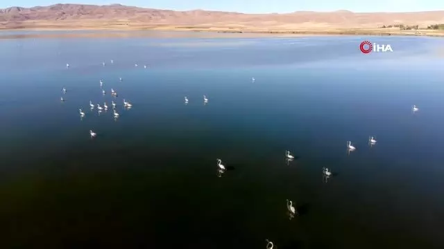 Vanlılar bu yıl flamingoya hasret Vanlılar bu yıl flamingoya hasret