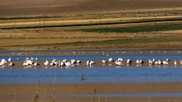 Vanlılar bu yıl flamingoya hasret Vanlılar bu yıl flamingoya hasret