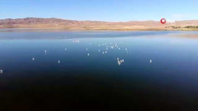 Vanlılar bu yıl flamingoya hasret Vanlılar bu yıl flamingoya hasret