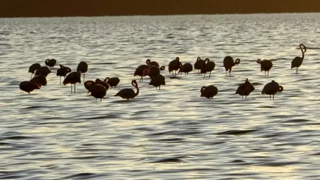 Vanlılar bu yıl flamingoya hasret Vanlılar bu yıl flamingoya hasret