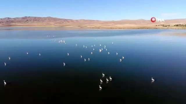 Vanlılar bu yıl flamingoya hasret Vanlılar bu yıl flamingoya hasret
