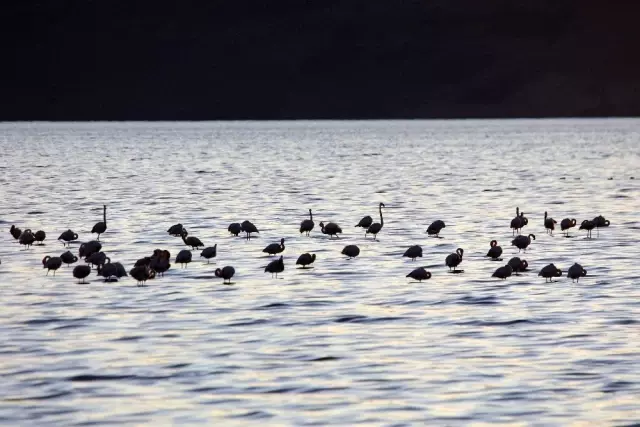 Vanlılar bu yıl flamingoya hasret Vanlılar bu yıl flamingoya hasret