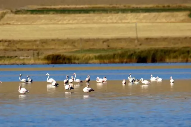 Vanlılar bu yıl flamingoya hasret Vanlılar bu yıl flamingoya hasret
