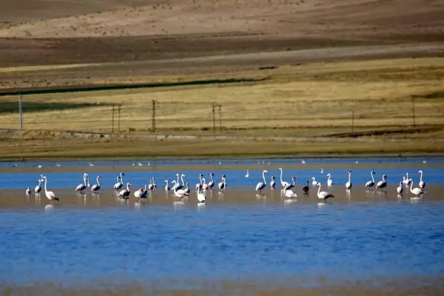 Vanlılar bu yıl flamingoya hasret Vanlılar bu yıl flamingoya hasret