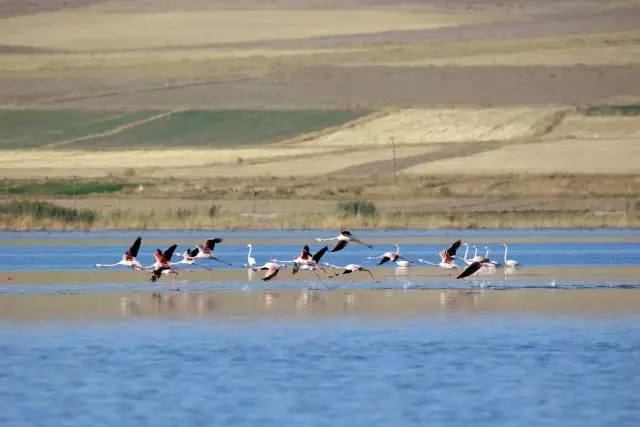 Vanlılar bu yıl flamingoya hasret Vanlılar bu yıl flamingoya hasret