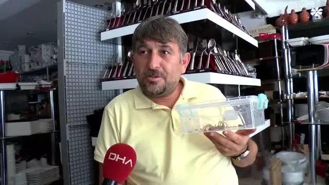 Antalya et yiyen örümceği, cam fanusta besliyor Antalya et yiyen örümceği, cam fanusta besliyor
