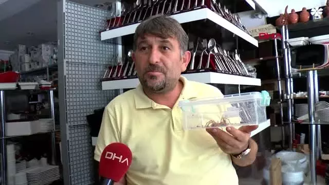 Antalya et yiyen örümceği, cam fanusta besliyor Antalya et yiyen örümceği, cam fanusta besliyor