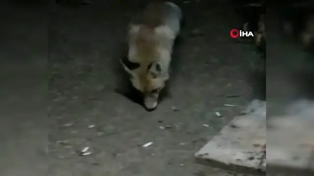 Arıcı ile tilki 'Viki' arasındaki dostluk ile görenleri şaşırtıyor Arıcı ile tilki 'Viki' arasındaki dostluk ile görenleri şaşırtıyor