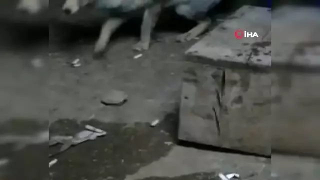 Arıcı ile tilki 'Viki' arasındaki dostluk ile görenleri şaşırtıyor Arıcı ile tilki 'Viki' arasındaki dostluk ile görenleri şaşırtıyor