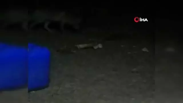 Arıcı ile tilki 'Viki' arasındaki dostluk ile görenleri şaşırtıyor Arıcı ile tilki 'Viki' arasındaki dostluk ile görenleri şaşırtıyor