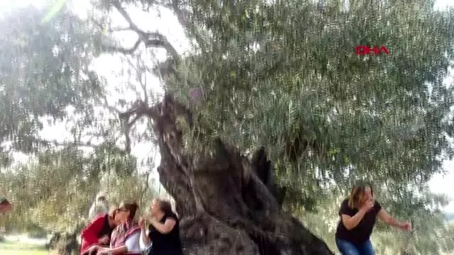 Ayvalık'ta 1100 yaşındaki anıt zeytin ağacı tescillendi Ayvalık'ta 1100 yaşındaki anıt zeytin ağacı tescillendi