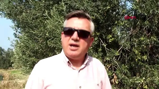 Ayvalık'ta 1100 yaşındaki anıt zeytin ağacı tescillendi Ayvalık'ta 1100 yaşındaki anıt zeytin ağacı tescillendi