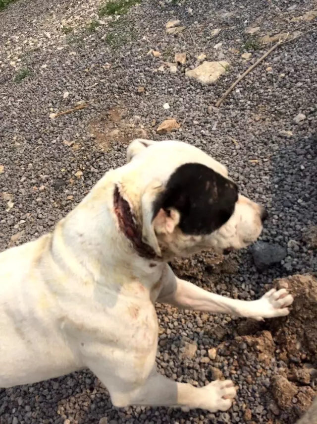 Boynu kesilmiş halde bulunan köpeğe vatandaşlar sahip çıktı Boynu kesilmiş halde bulunan köpeğe vatandaşlar sahip çıktı