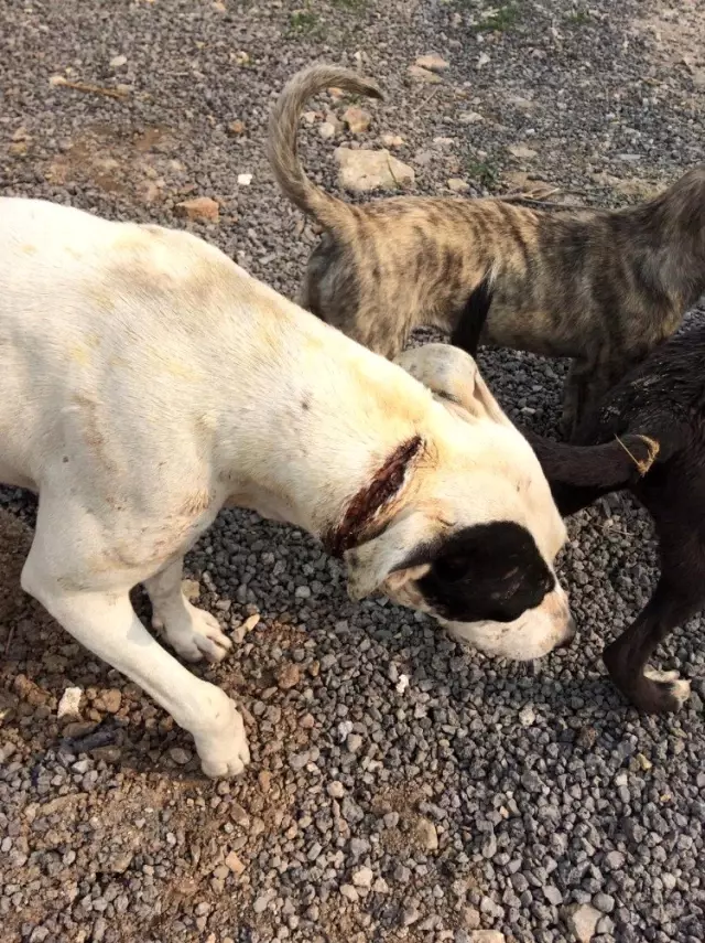 Boynu kesilmiş halde bulunan köpeğe vatandaşlar sahip çıktı Boynu kesilmiş halde bulunan köpeğe vatandaşlar sahip çıktı