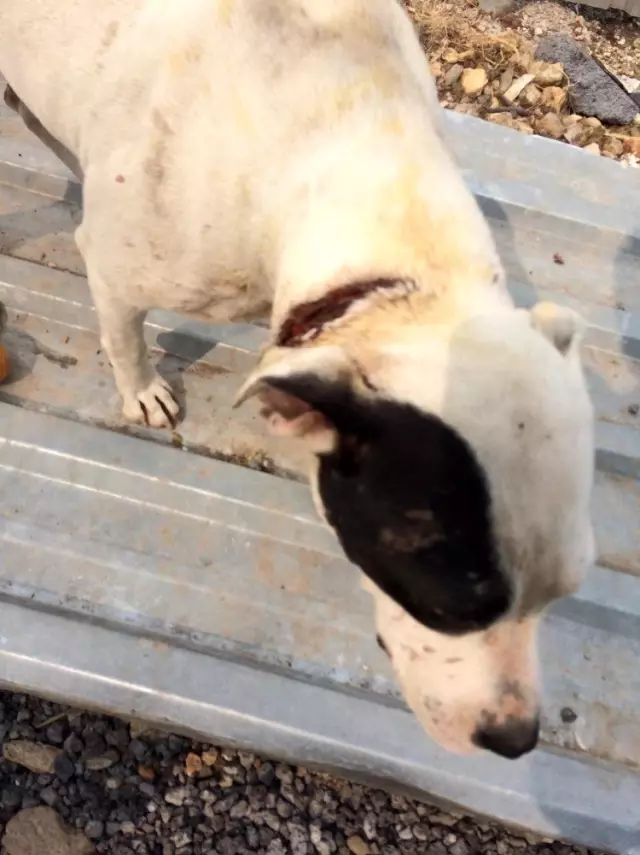 Boynu kesilmiş halde bulunan köpeğe vatandaşlar sahip çıktı Boynu kesilmiş halde bulunan köpeğe vatandaşlar sahip çıktı