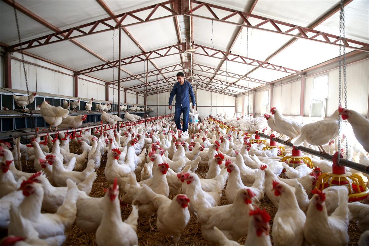 Endüstri mühendisinin 'çiftlik' hayali devlet desteğiyle gerçekleşti