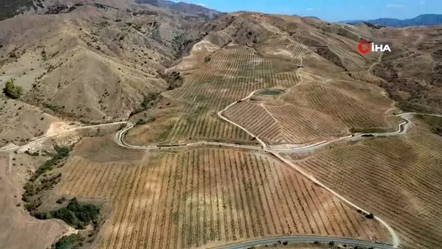 İmranlı'da ormanı andıran Türkiye'nin en büyük 5. ceviz bahçesi havadan görüntülendi İmranlı'da ormanı andıran Türkiye'nin en büyük 5. ceviz bahçesi havadan görüntülendi