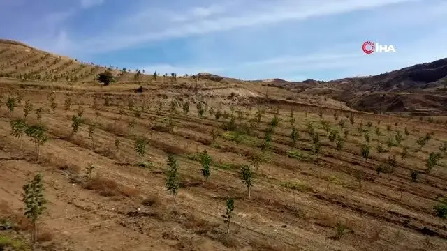 İmranlı'da ormanı andıran Türkiye'nin en büyük 5. ceviz bahçesi havadan görüntülendi İmranlı'da ormanı andıran Türkiye'nin en büyük 5. ceviz bahçesi havadan görüntülendi