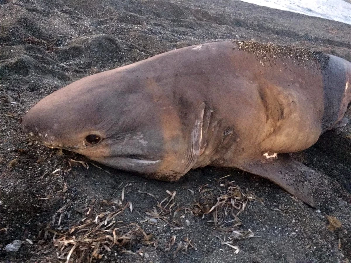 İzmir�de sahile köpek balığı vurdu Haberler