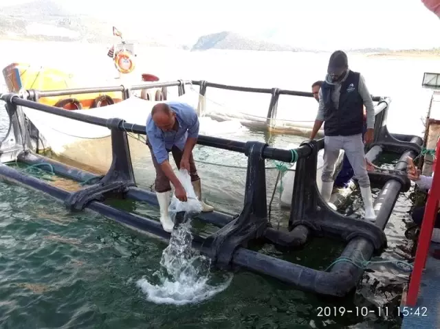 Kemer Baraj Gölü'ne 2 bin yayın balığı bırakıldı Kemer Baraj Gölü'ne 2 bin yayın balığı bırakıldı