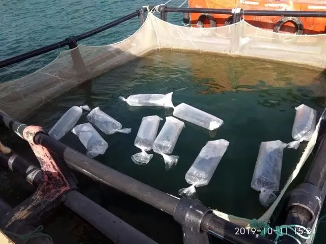Kemer Baraj Gölü'ne 2 bin yayın balığı bırakıldı Kemer Baraj Gölü'ne 2 bin yayın balığı bırakıldı