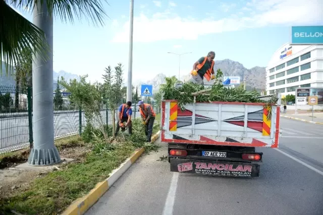 Yaya güvenliğini tehlikeye atan zakkumlar budandı Yaya güvenliğini tehlikeye atan zakkumlar budandı