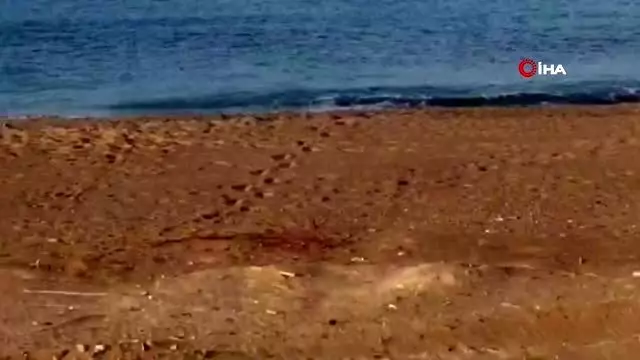 60 bin cezaya aldırış etmeyerek kum zambaklarını kopardılar 60 bin cezaya aldırış etmeyerek kum zambaklarını kopardılar
