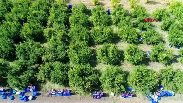 Antalya narenciye ve nar ağaçlarını avcı böcek koruyor
