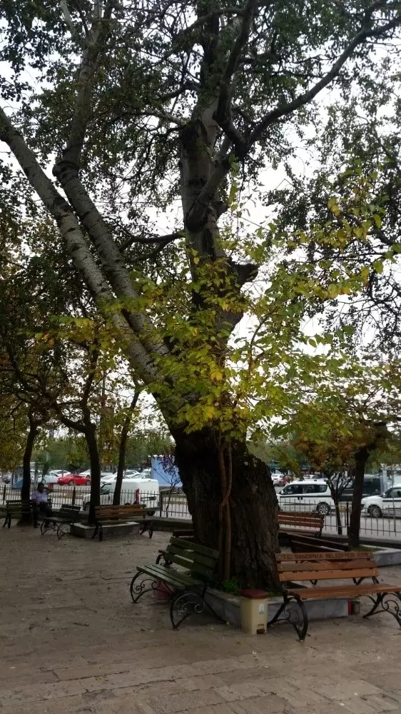 Asırlık kavak ağacına kesim kararı Asırlık kavak ağacına kesim kararı