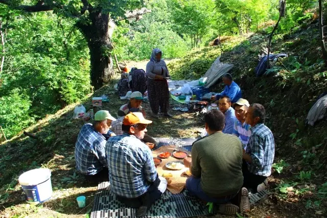 Kestane hasadı için ağaca tırmanan işçilere günlük 350 TL yevmiye veriliyor Kestane hasadı için ağaca tırmanan işçilere günlük 350 TL yevmiye veriliyor