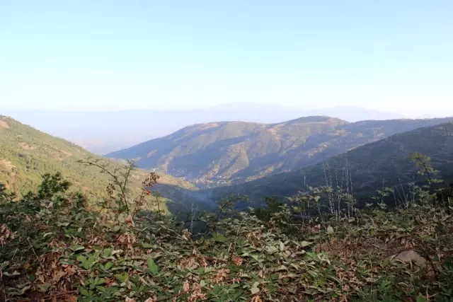 Kestane hasadı için ağaca tırmanan işçilere günlük 350 TL yevmiye veriliyor Kestane hasadı için ağaca tırmanan işçilere günlük 350 TL yevmiye veriliyor