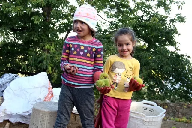 Kestane hasadı için ağaca tırmanan işçilere günlük 350 TL yevmiye veriliyor Kestane hasadı için ağaca tırmanan işçilere günlük 350 TL yevmiye veriliyor