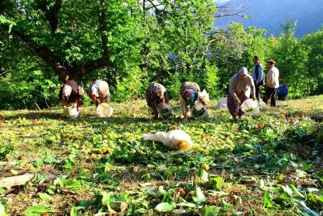 Kestane hasadı için ağaca tırmanan işçilere günlük 350 TL yevmiye veriliyor Kestane hasadı için ağaca tırmanan işçilere günlük 350 TL yevmiye veriliyor