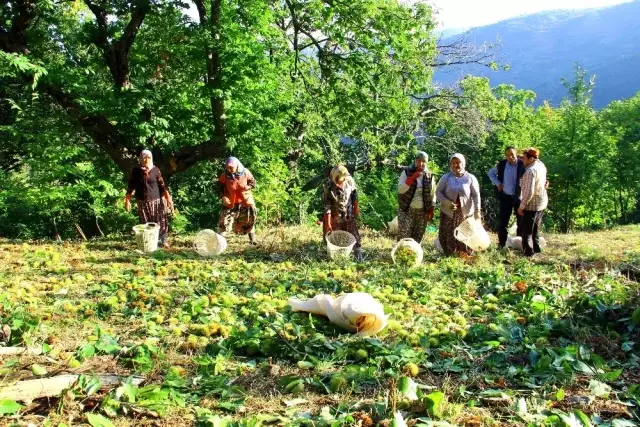 Kestane hasadı için ağaca tırmanan işçilere günlük 350 TL yevmiye veriliyor Kestane hasadı için ağaca tırmanan işçilere günlük 350 TL yevmiye veriliyor