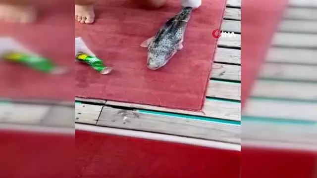 Balon balığı, tenekeyi dişleriyle böyle parçaladı Balon balığı, tenekeyi dişleriyle böyle parçaladı