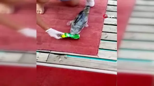 Balon balığı, tenekeyi dişleriyle böyle parçaladı Balon balığı, tenekeyi dişleriyle böyle parçaladı