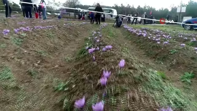 Çoluk çocuk safran tarlasına akın etti Çoluk çocuk safran tarlasına akın etti