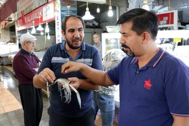 Deneme amaçlı yengeç getirdi, bir günde 60 tane sattı