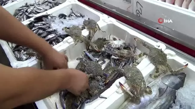Deneme amaçlı yengeç getirdi, bir günde 60 tane sattı Deneme amaçlı yengeç getirdi, bir günde 60 tane sattı
