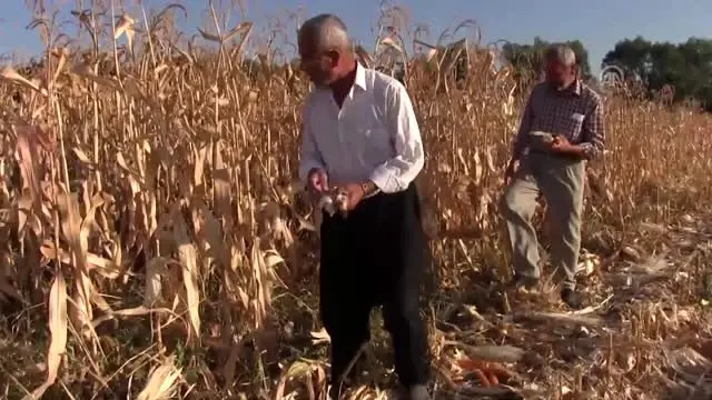 Elbistan'da cin mısırı mesaisi - KAHRAMANMARAŞ