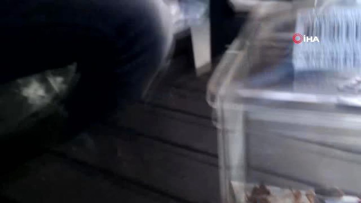 Her gün böcek yakalayıp besliyor, bulamazsa et veriyor