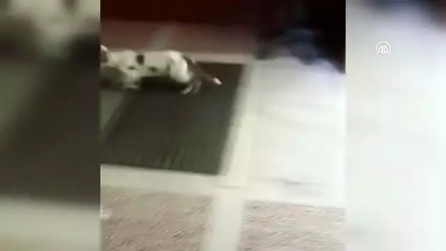 Kaymakamlık binasının davetsiz misafiri (2) Kaymakamlık binasının davetsiz misafiri (2)