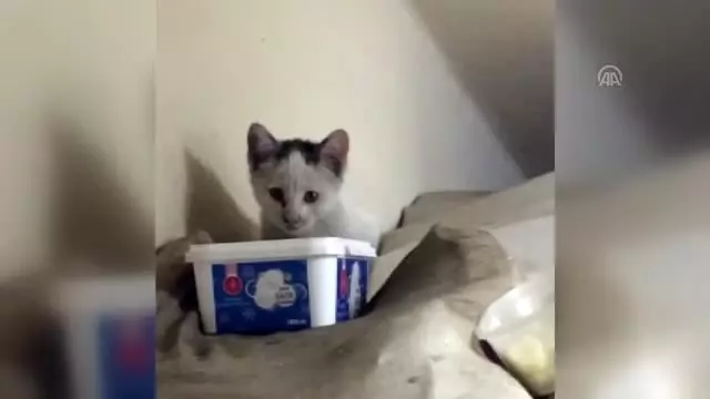 Kaymakamlık binasının davetsiz misafiri (2) Kaymakamlık binasının davetsiz misafiri (2)