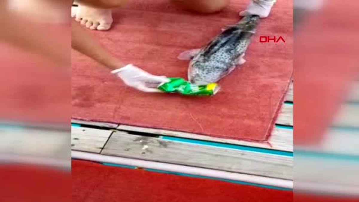Balon balığının içecek kutusunu yemesi balıkçıları şaşırttı