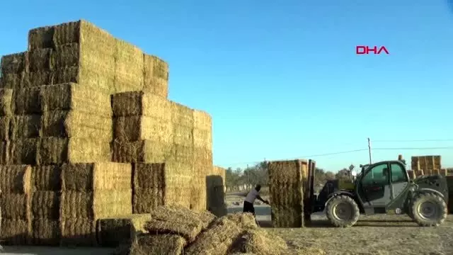Aksaray'dan ortadoğu'ya yıllık 75 milyon liralık yonca ihracatı