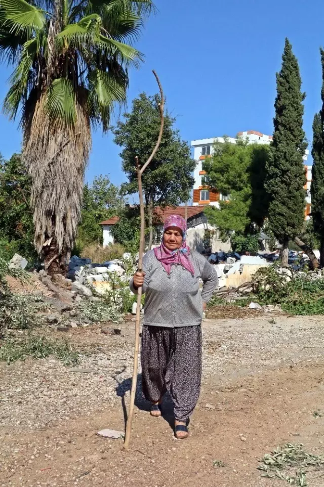Antalya'da zeytin ağacı katliamı