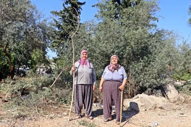 Antalya'da zeytin ağacı katliamı