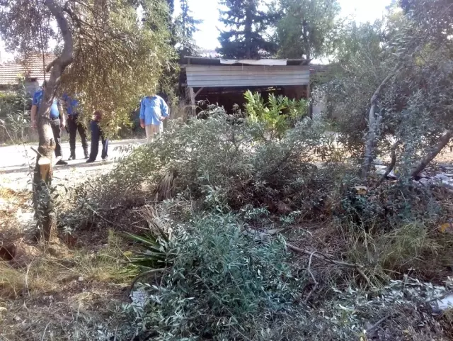 Antalya'da zeytin ağacı katliamı