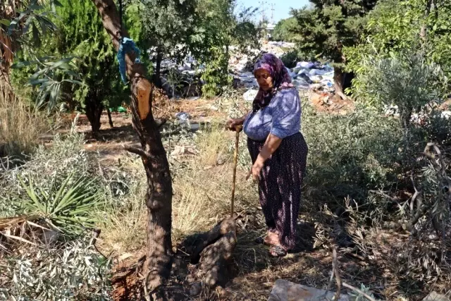 Antalya'da zeytin ağacı katliamı