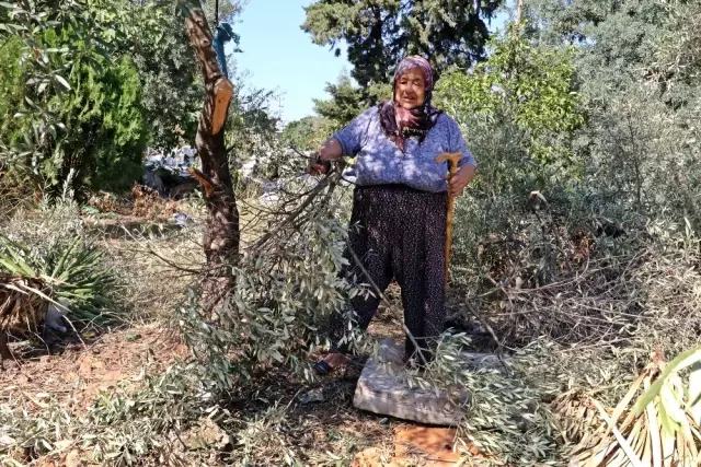 Antalya'da zeytin ağacı katliamı